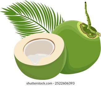 Frutos de coco jovens tropicais com ilustração de folha isolada no fundo branco