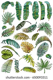 Tropicall Leaves Set. Exotic Leaf Background. Hand Drawn illustration.