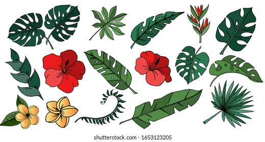 Tropics leaf vector. Sketch illustration. Tropical leaves and flowers. Exotic 
Image set