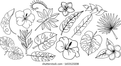 Tropics leaf vector. Sketch illustration. Tropical leaves and flowers. Exotic 
Image set