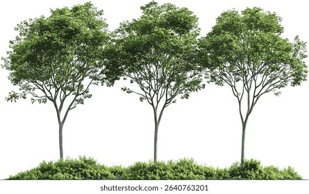 Tropics vector illustrations growth serene trees form isolate transparent background trees, tropical nature, serene environment, jungle foliage, isolated leaves, tropical plants