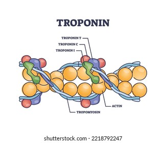 Complejo de troponina y tres esquemas de estructura de proteínas reguladoras. Esquema educativo etiquetado con troomiosina y acción para la ilustración del vector de contracción muscular. Marcador de infarto de miocardio