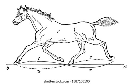 Trotting Horse in which the body of the horse is levered forward by a diagonal twisting of the trunk, vintage line drawing or engraving illustration.