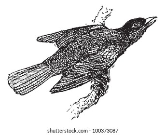 Icterus trupial o icterus, ilustración vintage. Diccionario de Palabras y Cosas - Larive y Fleury - 1895