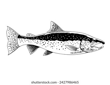 Trout Fish Hand Drawn Illustration Black and White