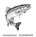 
Trout fish in hand drawn strokes.Vector illustration.