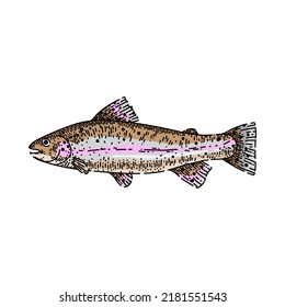 Forellenfisch handgezeichnet Vektorgrafik. Frittieren von Meeresfrüchten, Regenbogenwasser, Fritteusfisch-Skizze. einzelne Farbgrafik