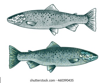 Trout fish. Hand drawn vector illustration