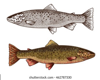 Trout fish. Hand drawn vector illustration
