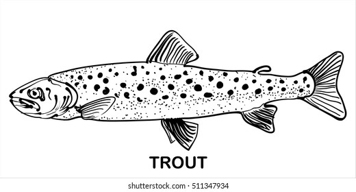Trout fish. Hand drawn vector illustration