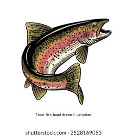 Trout fish illustration. Rainbow trout fish hand drawn illustration in vintage style