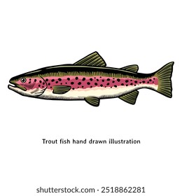 Trout fish illustration. Vintage rainbow trout fish hand drawn illustration