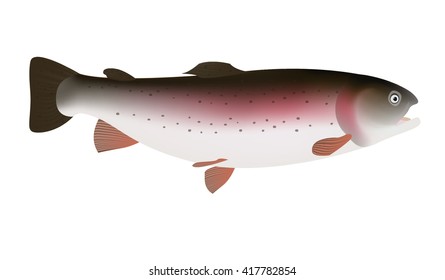 Trout fish isolated on white background. Vector Illustration