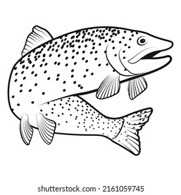 Trout Fish Stroke. High quality vector