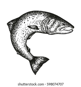 Trout fish swims in motion vector sketch