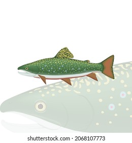 trout fish fish vector drawing illustration