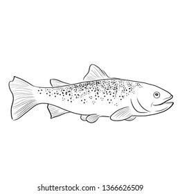 trout fish vector illustration