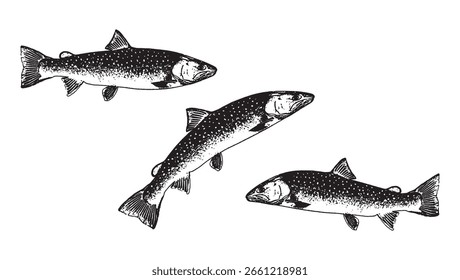 Truta fish_black 1 arte vetorial de cores para designers