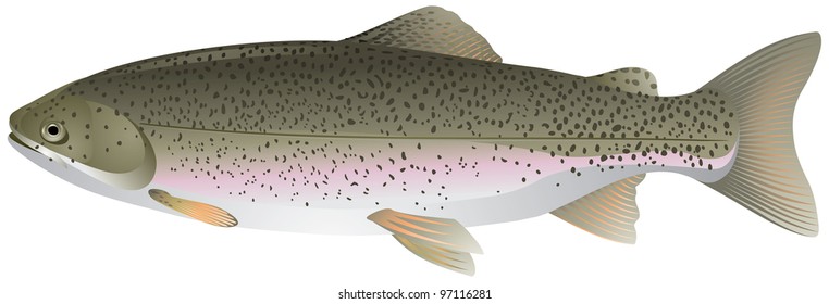 Trout, freshwater fish vector image