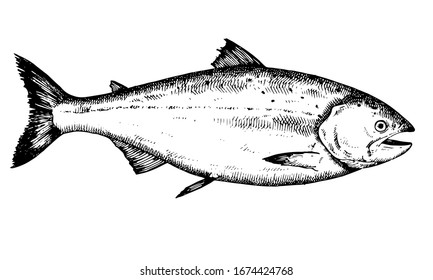 Trout. Hand drawn fish isolated on white. Vector illustration.