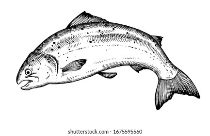 Trout. Hand drawn fish isolated on white. Vector illustration.