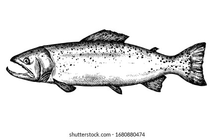 Trout. Hand drawn fish isolated on white. Vector illustration.