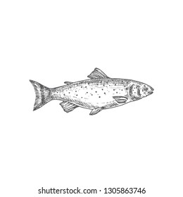 Trout Hand Drawn Vector Illustration. Abstract Fish Sketch. Engraving Style Drawing. Isolated.