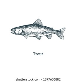 Trout illustration. Fish sketch in vector. Drawn seafood in engraving style. Used for canning jar sticker, shop label etc.