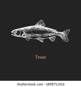 Trout illustration black background