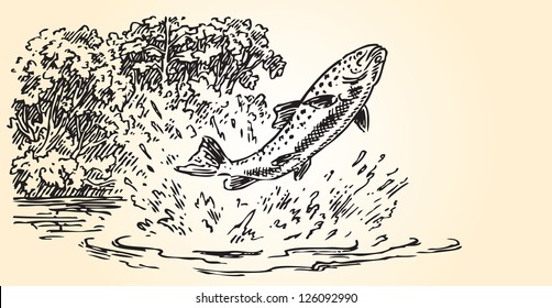 Trout jumping out of the water. Vector illustration.