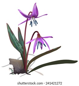 Trout lily - Erithronium dens-canis  Hand drawn vector illustration of trout lily called also dogtooth violet, blooming on the forest floor in early spring.Accurate botanical details, realistic style 