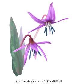 Trout lily,  Fawn lily or Dogtooth violet - Erithronium dens-canis. 
Pink colored wildflower blooming in early spring on the forest floor. Vector illustration, realistic style, white background.