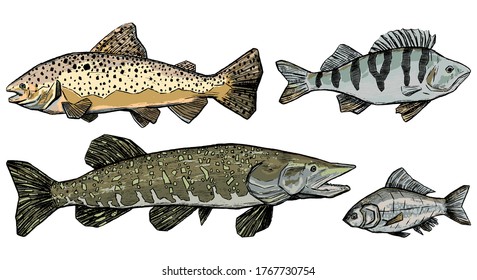 Trout, Perch, Pike, Crucian collection isolated on white. Set of hand drawn vector illustration. Realistic ink sketches of river fish. Colored vintage graphic elements for design, print, card, poster.