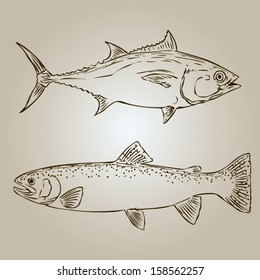 Trout and tuna. Hand drawn vintage vector illustration