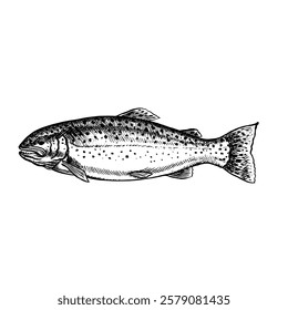 Trout. Vector, hand-drawn graphic illustration. Black and white image of seafood. Separate from the background. Perfect for menus, recipe books, packages, labels, invitations, and more.