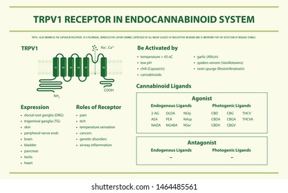 TRPV1 Receptor in Endocannabinoid System horizontal infographic illustration about cannabis as herbal alternative medicine and chemical therapy, healthcare and medical science vector.