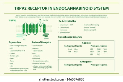 TRPV2 Receptor in Endocannabinoid System horizontal infographic illustration about cannabis, healthcare medical and science vector.