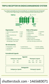 TRPV2 Receptor in Endocannabinoid System vertical infographic illustration about cannabis as herbal alternative medicine and chemical therapy, healthcare and medical science vector.