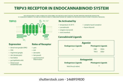 TRPV3 Receptor in Endocannabinoid System, horizontal infographic illustration about cannabis as herbal alternative medicine and chemical therapy, healthcare and medical science vector.