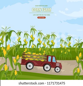 Truck with corn harvest Vector. Maize fields autumn season illustrations