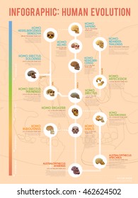True Human Evolution Vector Web Infographic.