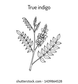 True indigo (indigofera tinctoria), medicinal plant. Hand drawn botanical vector illustration