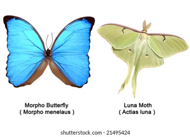 True Morpho Butterfly ( Morpho Menelaus ) And Luna Moth (Actias Luna ). VECTOR.