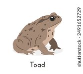 True toad vector illustration, cartoon clipart character, animal in flat style. Wild animals, wild creatures, wildlife concept. Toad with warty skin vector design isolated on white background