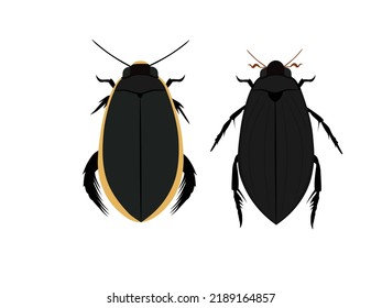 True Water Beetle On A White Background.