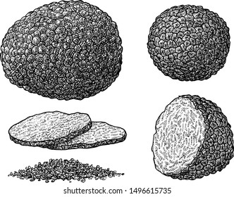 Truffle illustration, drawing, engraving, ink, line art, vector