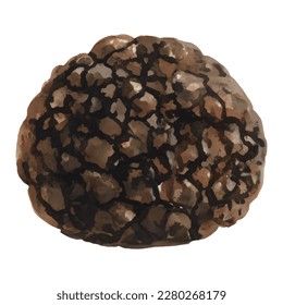 Truffle Isolated Hand Drawn Painting Illustration