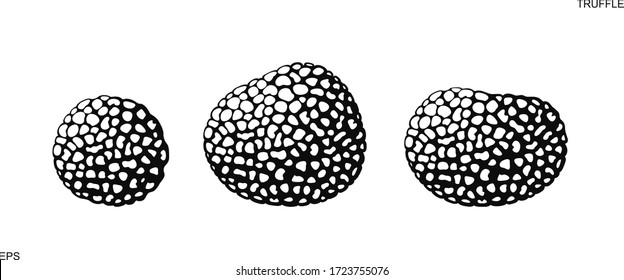 Truffle logo. Isolated truffle on white background