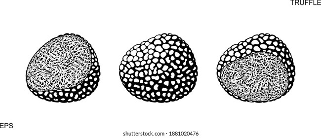 Truffle Logo. Isolated Truffle On White Background