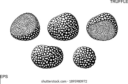 Truffle Logo. Isolated Truffle On White Background